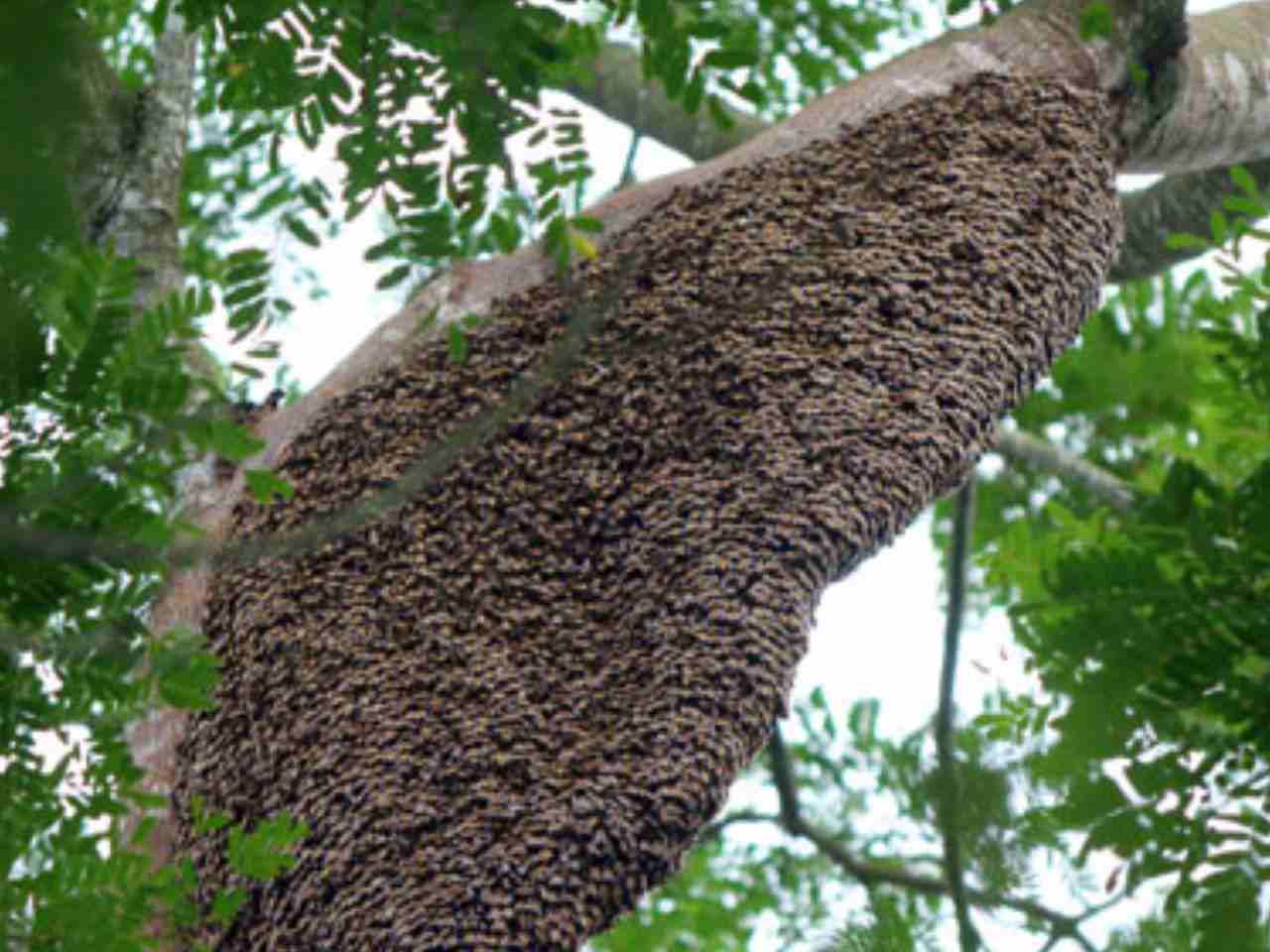 ong-ruoi-lam-to-trong-nha-tot-hay-xau