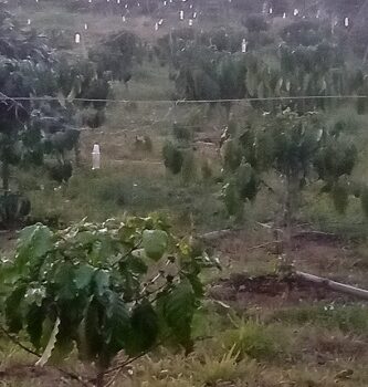 E cần bán lô đất vườn tại Lộc bắc bảo lâm lâm đồng