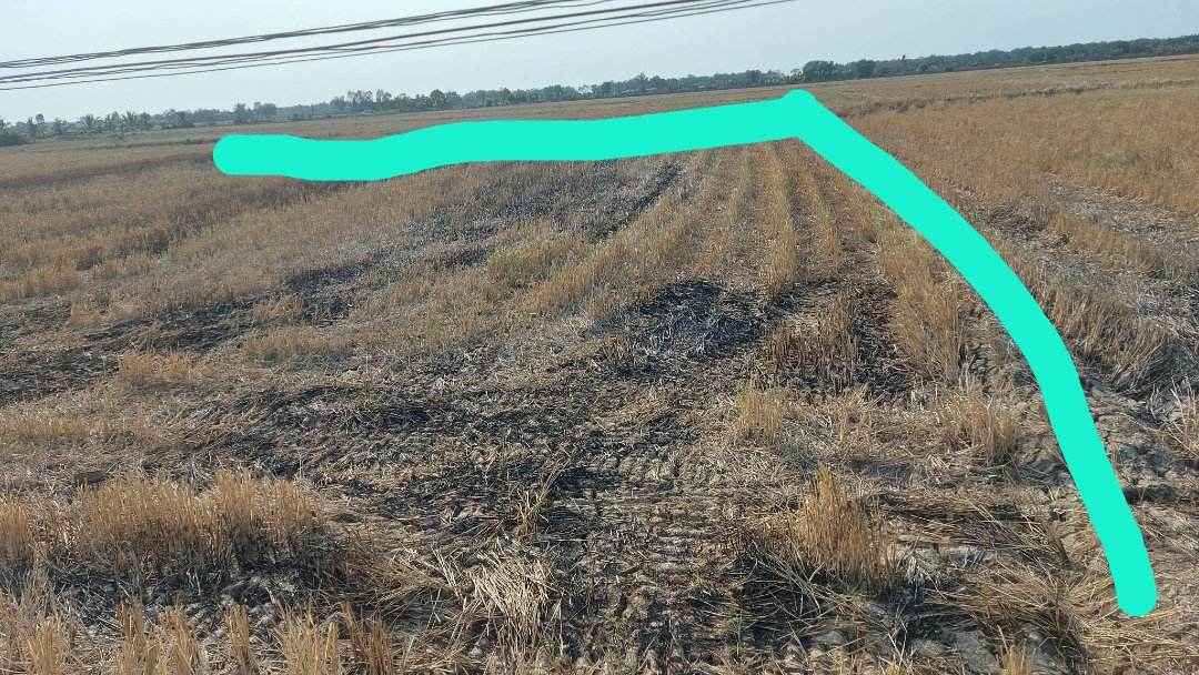 CHÍNH CHỦ bán gấp 1500m2 đất ruộng mặt tiền lộ nhựa tại Gò Công Đông, Tiền Giang