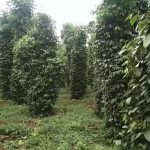  30000m2 - 3