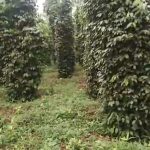  30000m2 - 5