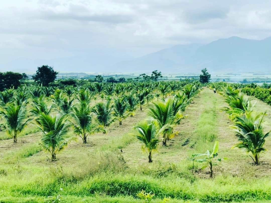 Siêu trang trại 18ha Ninh Thượng, Ninh Hòa giá rẻ