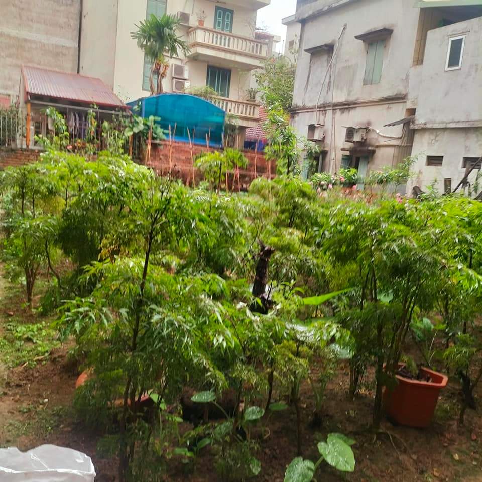 Bán đất tây Hồ đầu tư chia lô, xây Văn phòng, CCMN, Homestay, ngõ ô tô tránh 230m chỉ 16tỷ