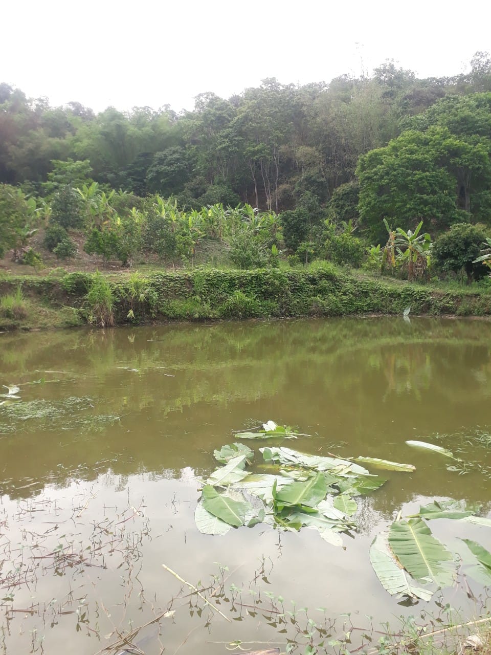 Bán trang trại rộng tại phường Noong Bua, thành phố Điện Biên Phủ