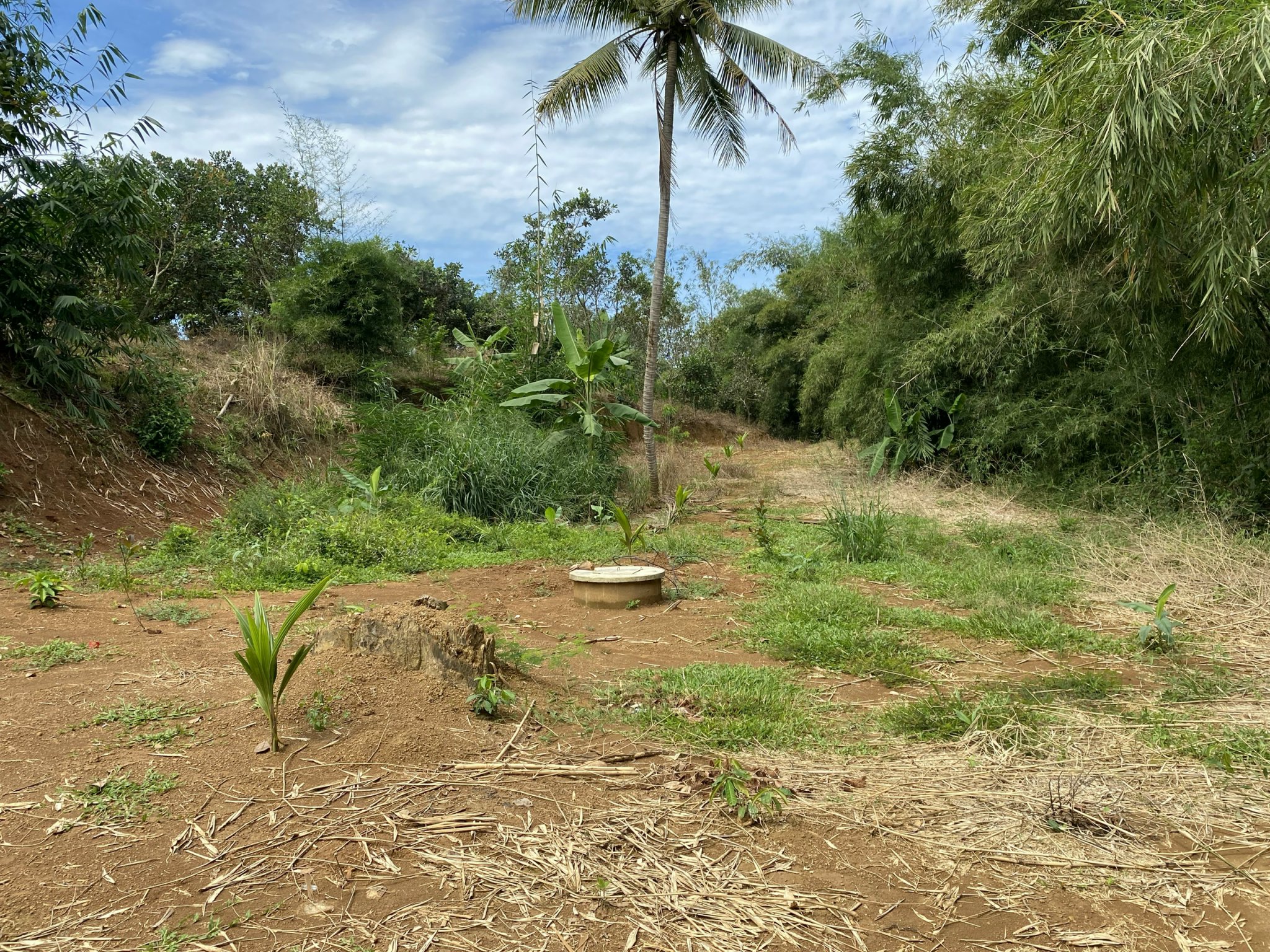 Chính chủ cần bán Rẫy điều đất đỏ 1.5ha điện nước sổ hồng đầy đủ