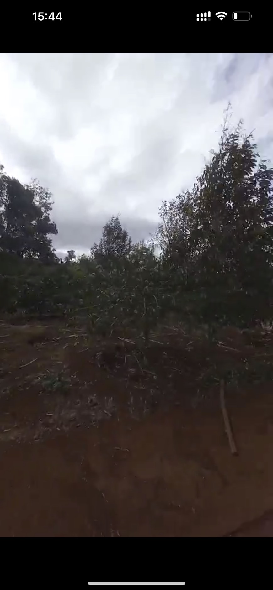 Không có người chăm sóc nên cần bán rẫy sầu riêng, cà phê tại Thôn Linh Nham, xã Đăk Djrang, huyện Mangyang, Gia Lai