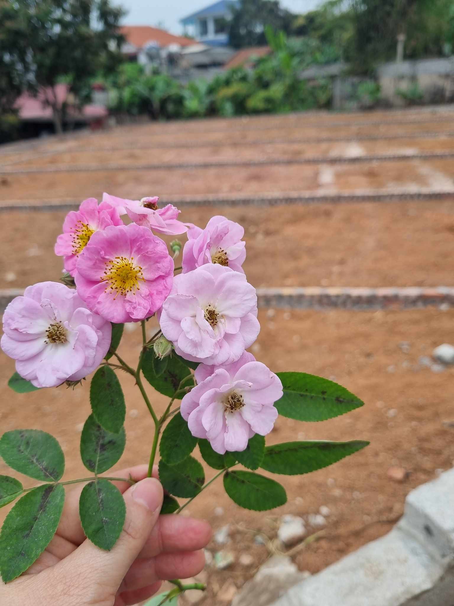 Cắt lỗ 350 triệu mảnh đất 149m2 sổ đỏ, mặt tiền 13m tại chợ Kép- Bắc Giang, giá hạ còn 550 triệu