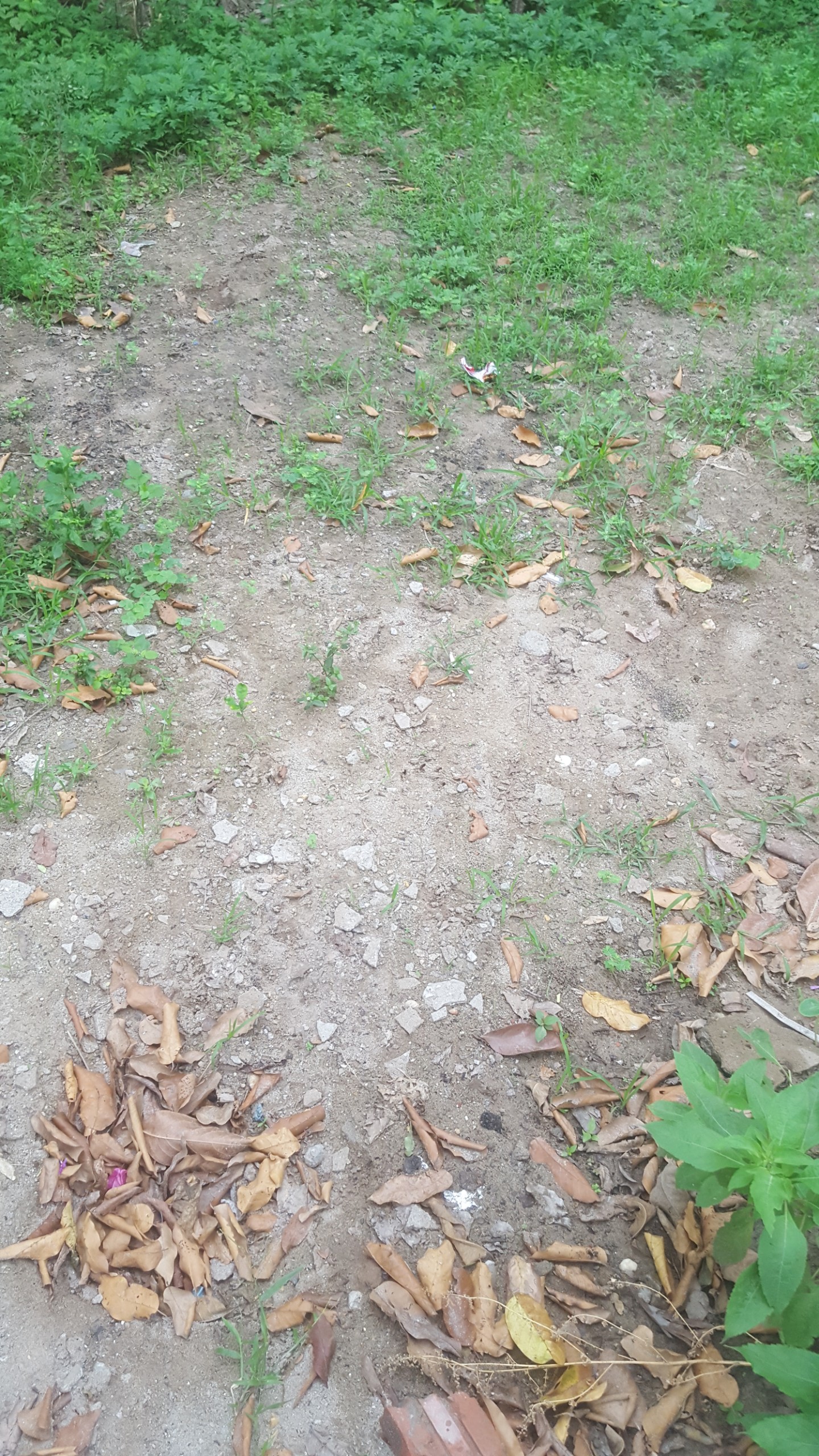 Đất vàng Võ Cường 99m², ô tô vào nhỉnh 2 tỷ