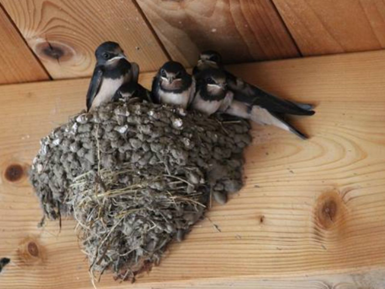 chim-en-lam-to-trong-nha