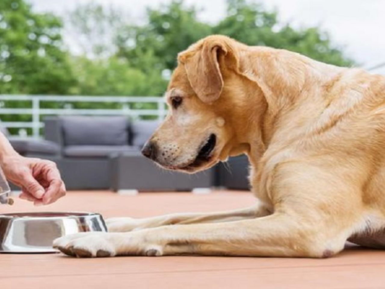 cho-chay-vao-nha-la-diem-gi-0