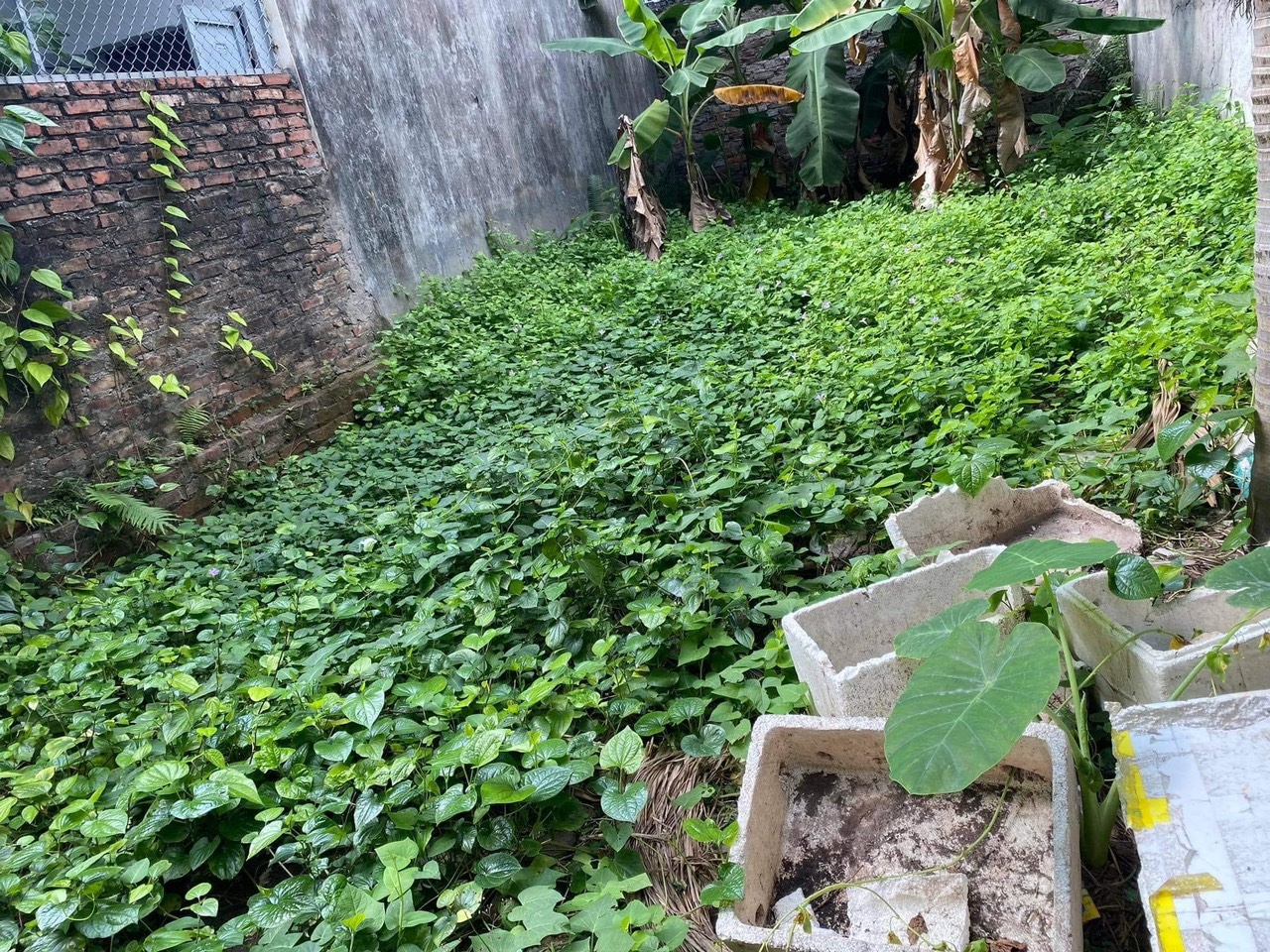 Bán Nhà đất Nghi Tàm Tứ Liên Tây Hồ chỉ 3 tỷ.