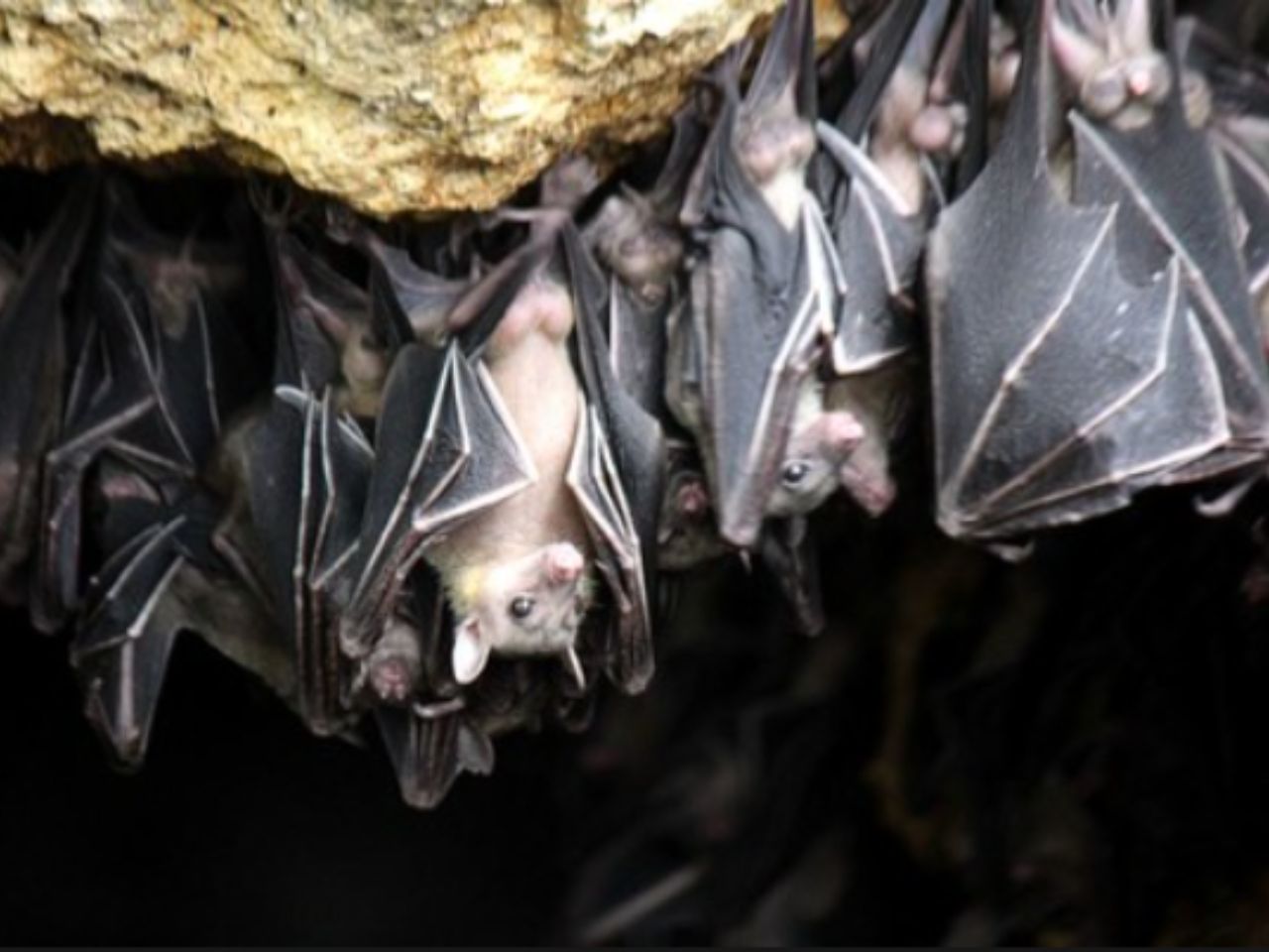 doi-lam-to-trong-nha