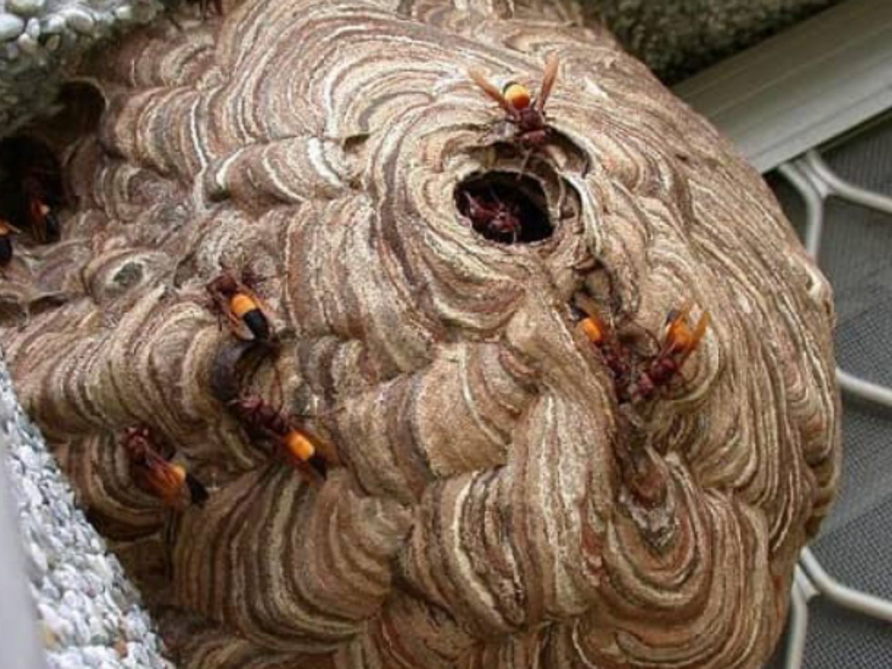 ong-bau-ve-lam-to-trong-nha-0