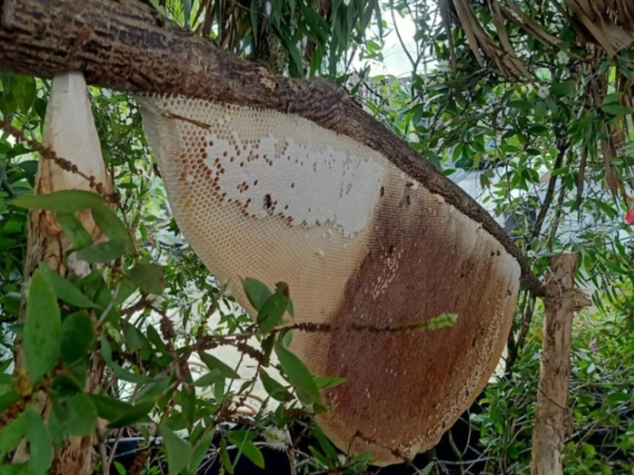 ong-lam-to-ngoai-ban-cong-0