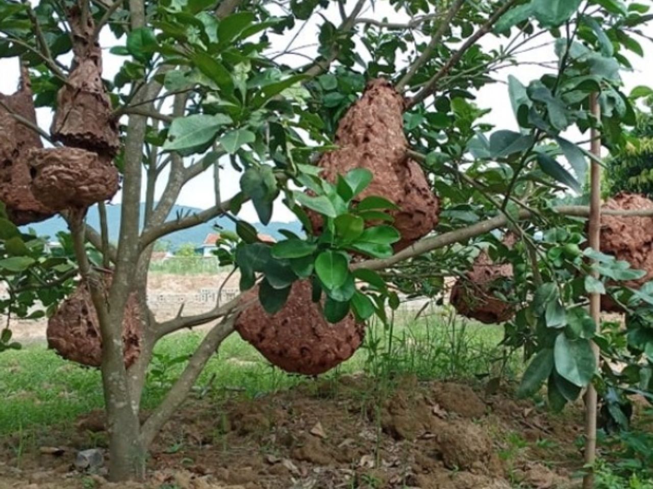 ong-lam-to-trong-vuon-tot-hay-xau-0