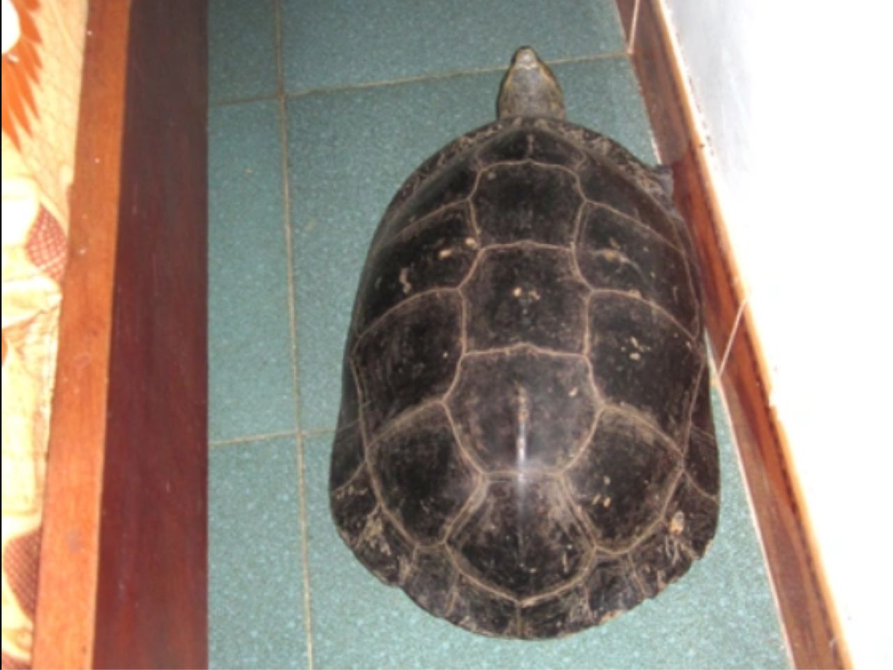 rua-bo-vao-nha-hen-hay-xui-0