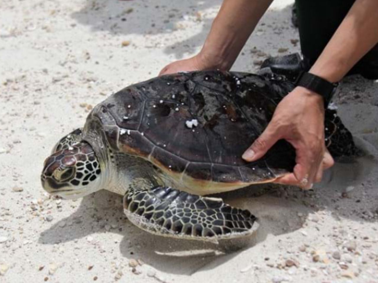 rua-bo-vao-nha-nen-nuoi-hay-tha-0