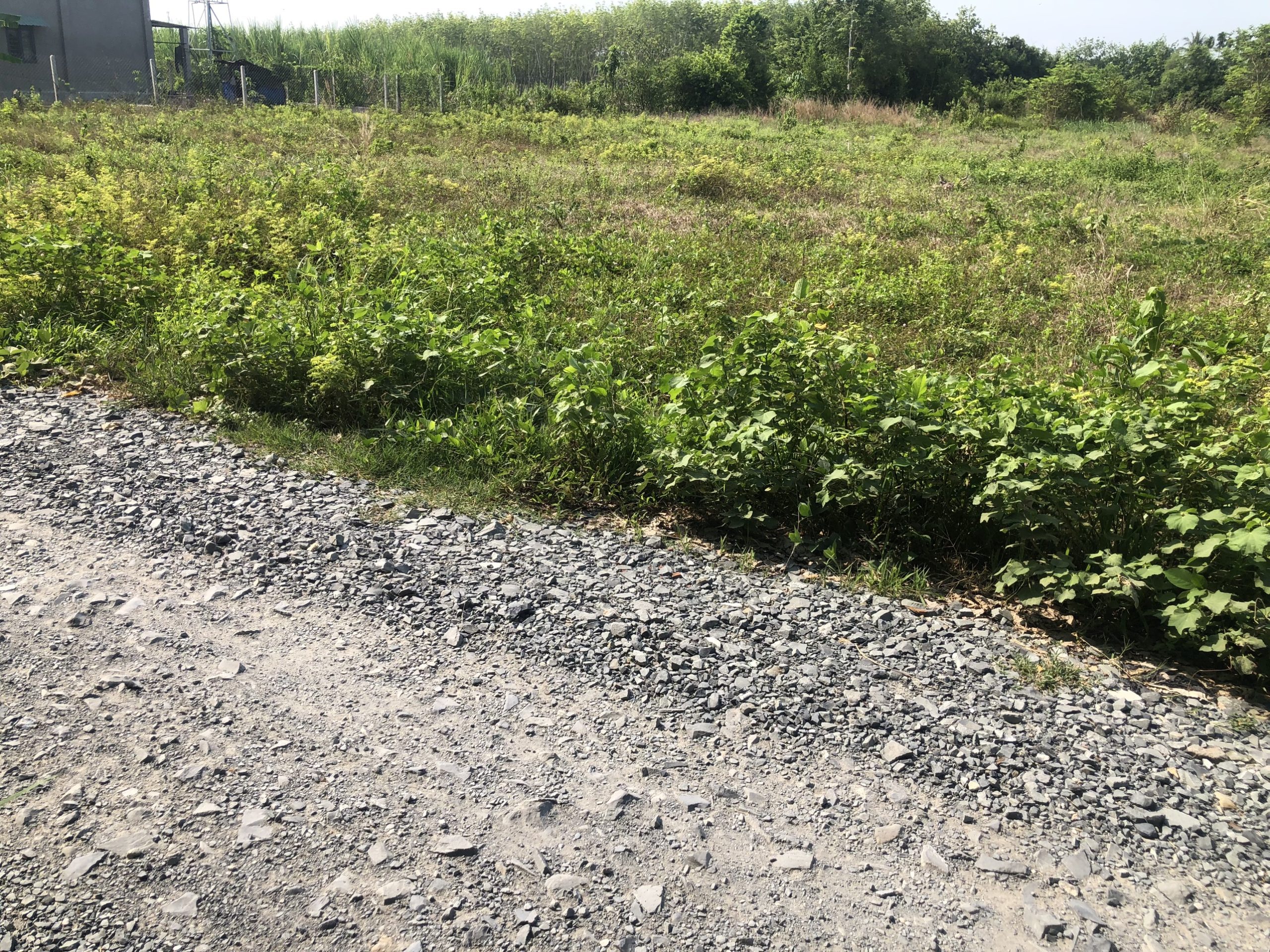 Đất Gò Dầu Giá Rẻ Cạnh KCN Hiệp Thạnh Rớt Nhựa Cầy Niêu 40m