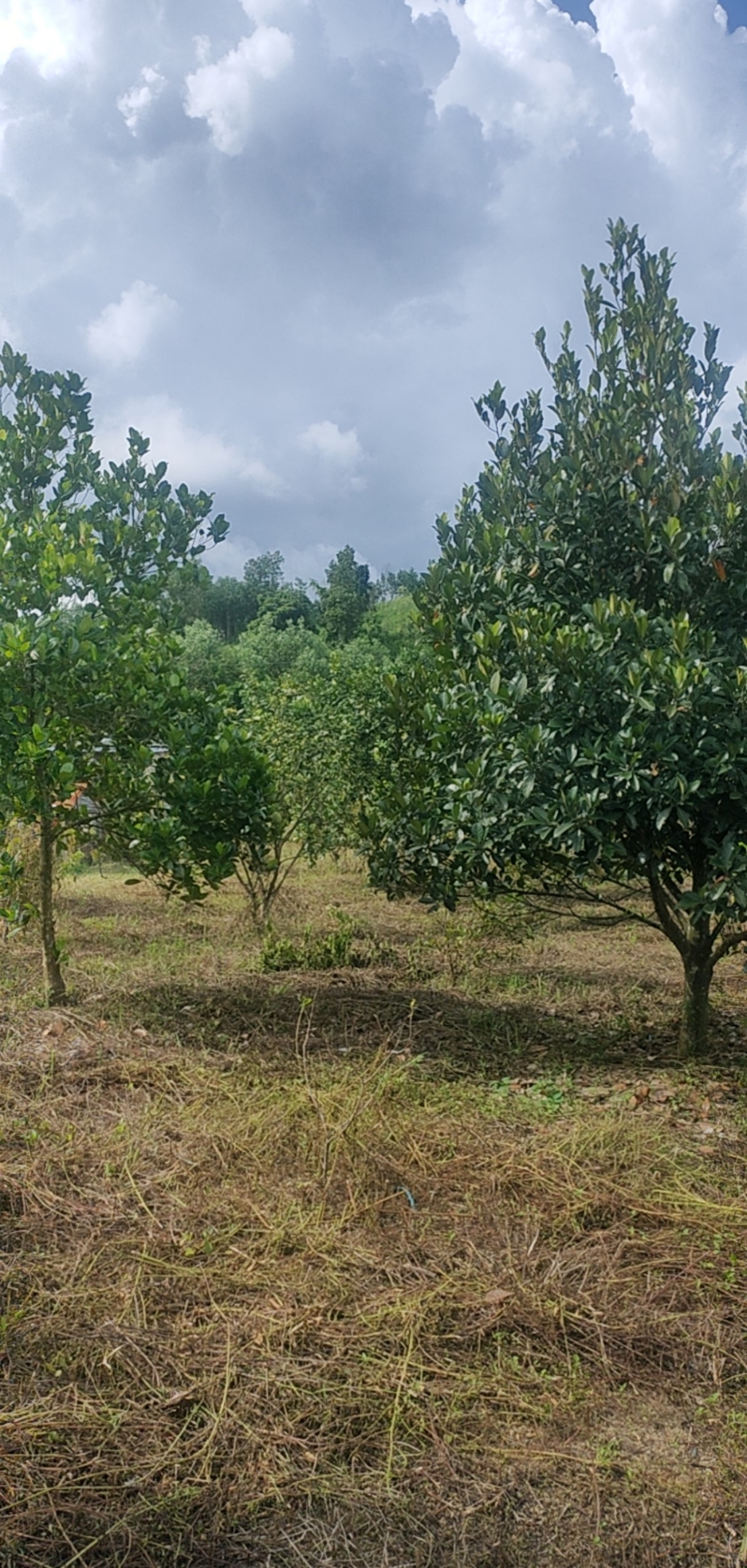 Cần Bán Đất Vị Trí Đắc Địa Tại Huyện Khánh Vĩnh, Tỉnh Khánh Hoà