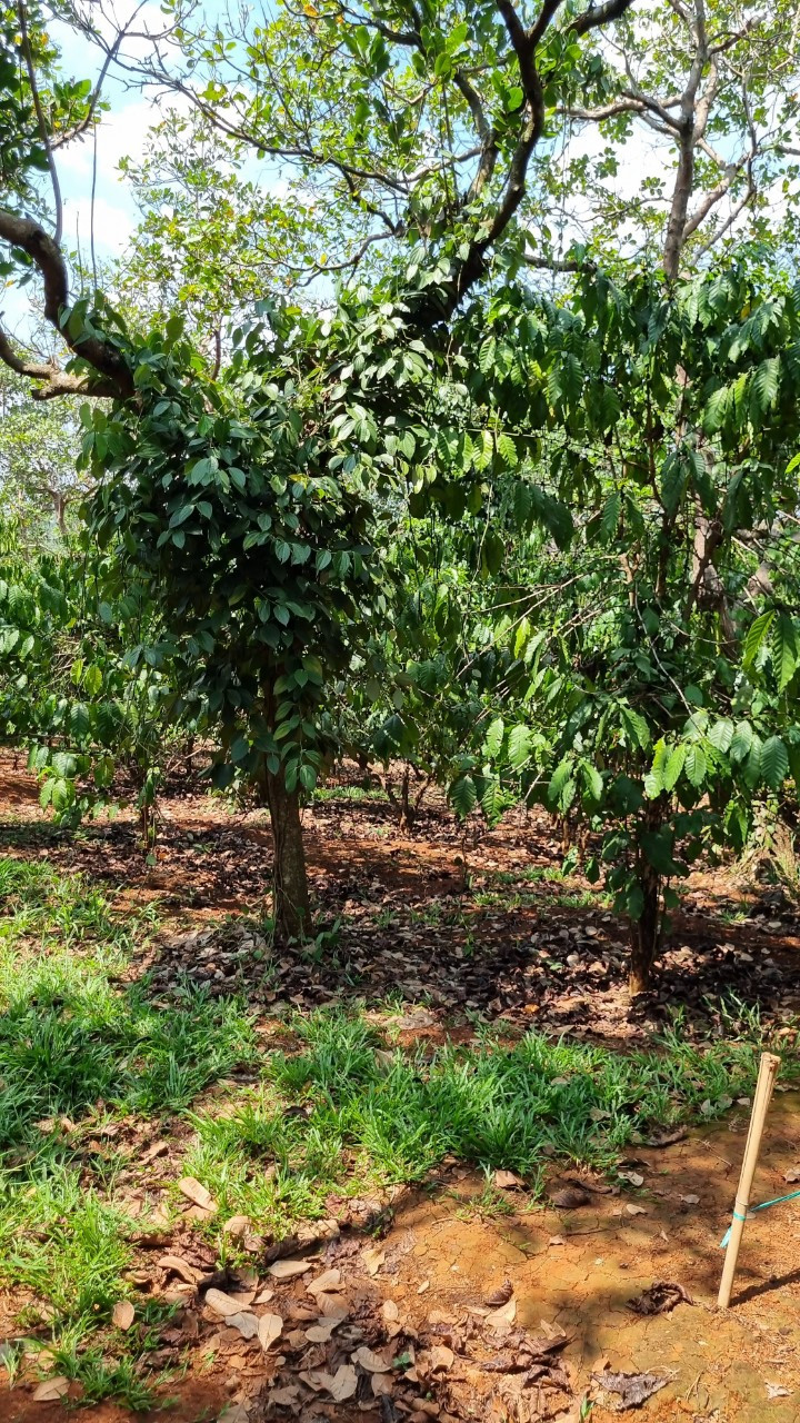 BÁN LÔ ĐẤT RẪY THÔN 4 -XÃ BÌNH MINH-BÙ ĐĂNG-BÌNH PHƯỚC