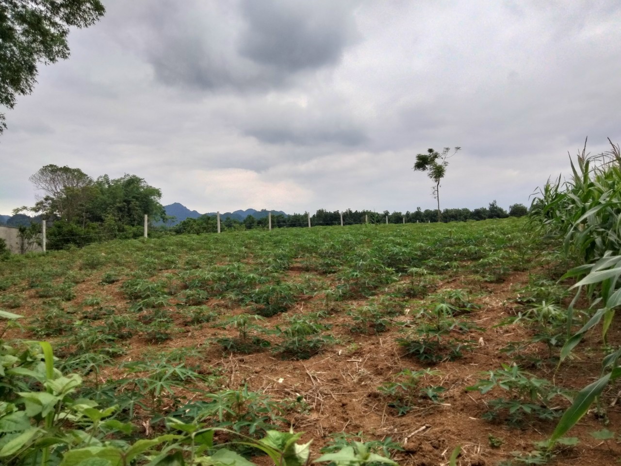 2 LÔ ĐẤT 1000M TÂN LẠC VIEW ĐẸP GIÁ TỐT ĐẦU TƯ CHỈ 3xxTR/LÔ