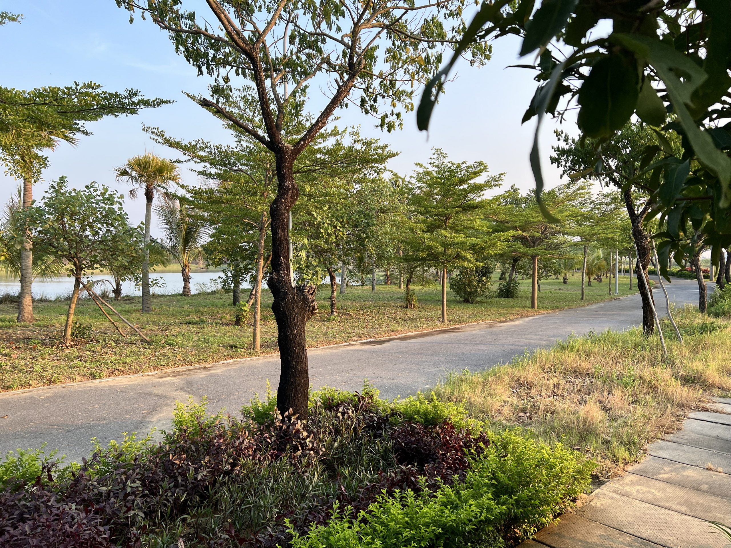 Lô đất 108m2 kẹo cây xanh FPT