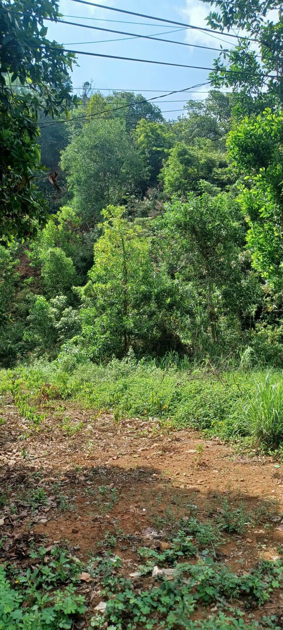 NGỘP NGỘP BÁN 15.000 m2 GIÁ: 850TR 57K/M2 ( BẰNG BÁT PHỞ )