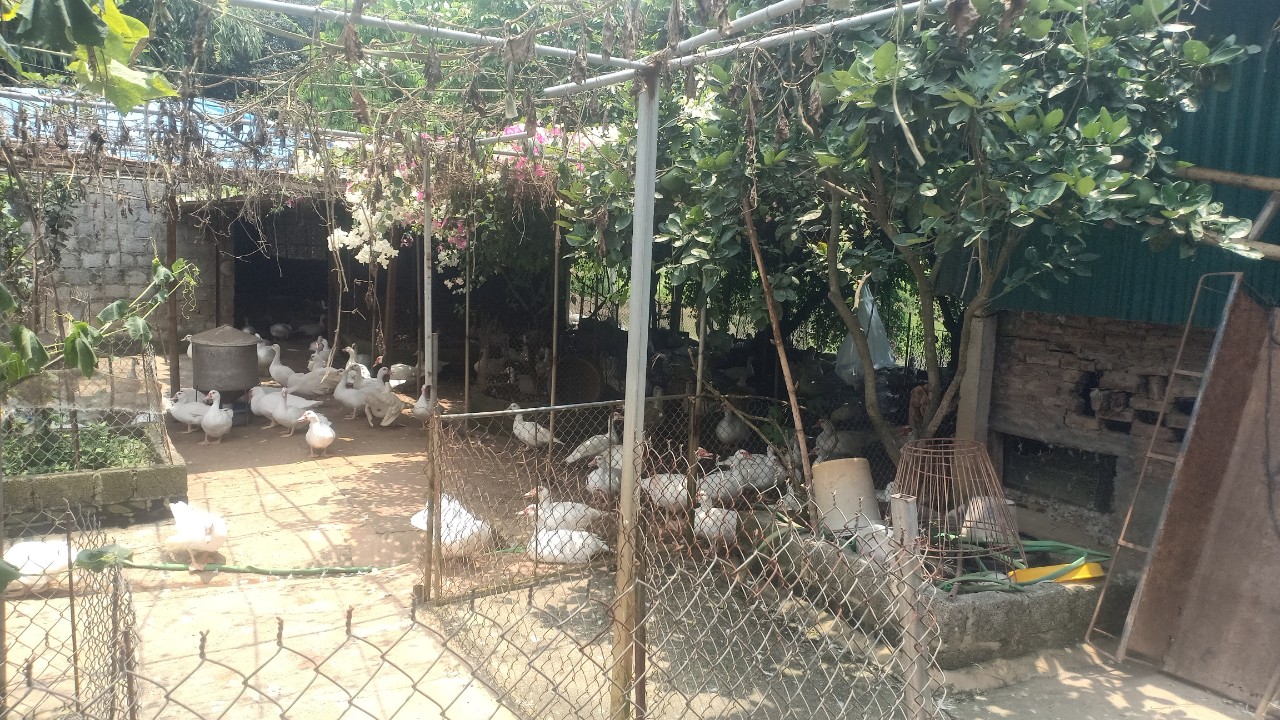 Đất vườn cần bán. Cần bán 4 - 6 sào