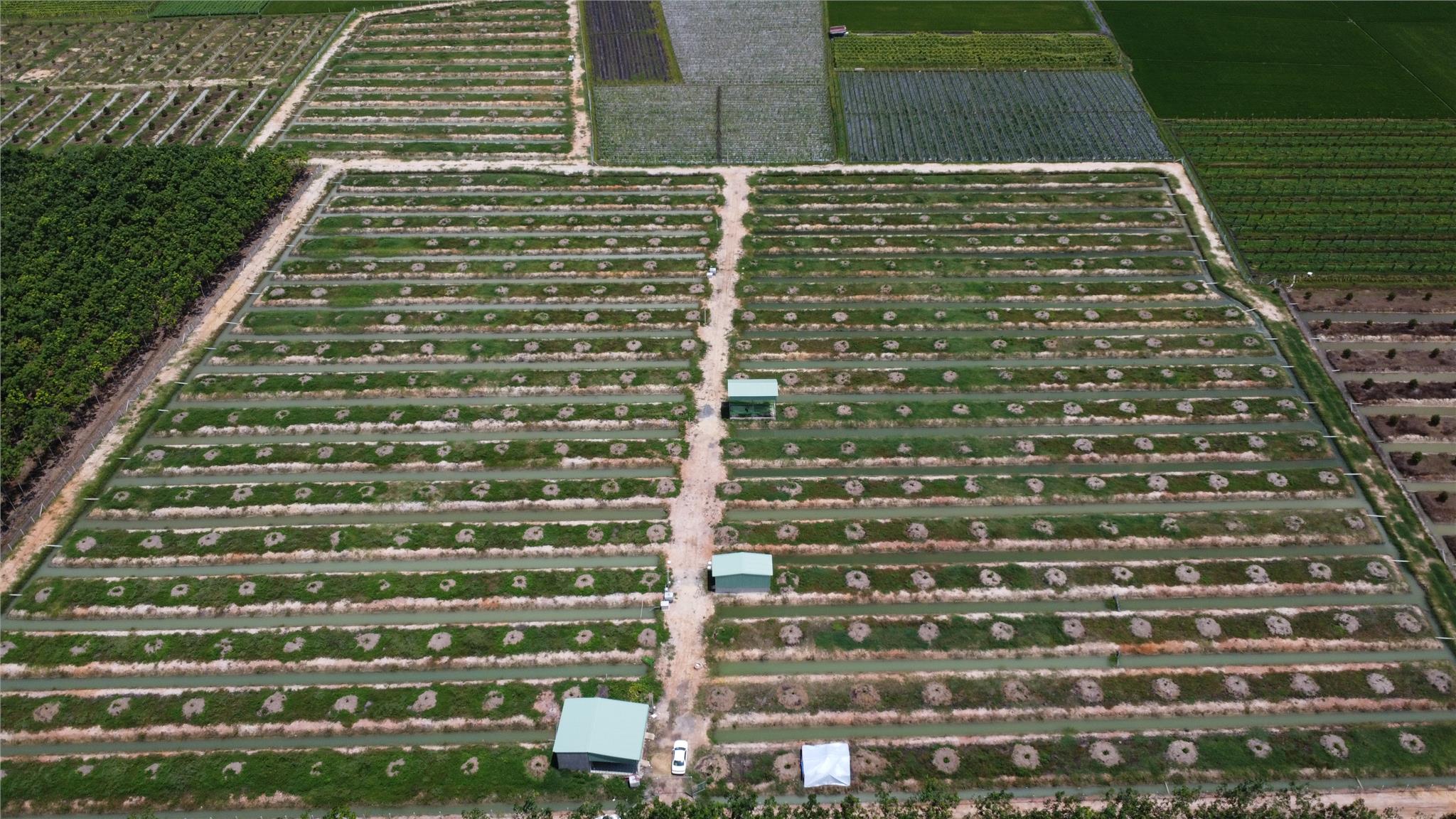 SẦU RIÊNG - KHO BẠC TRỜI TRONG TAY BẠN