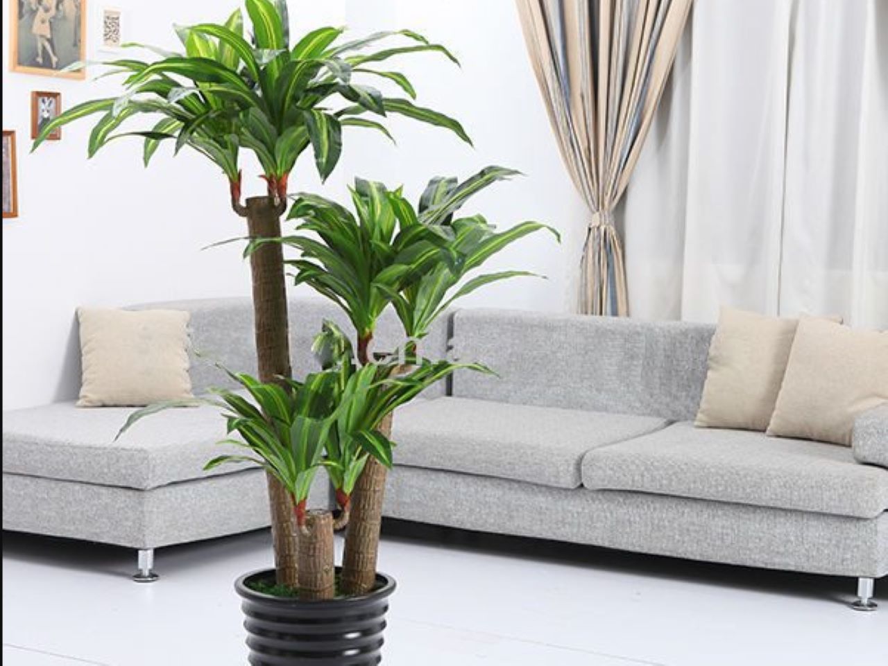 cay-de-phong-khach-hop-menh-hoa