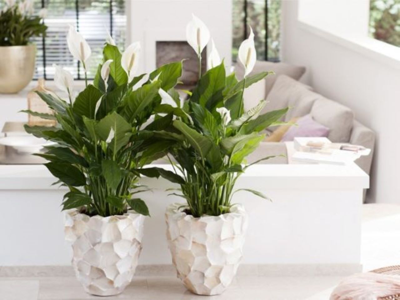 cay-de-phong-khach-hop-menh-kim