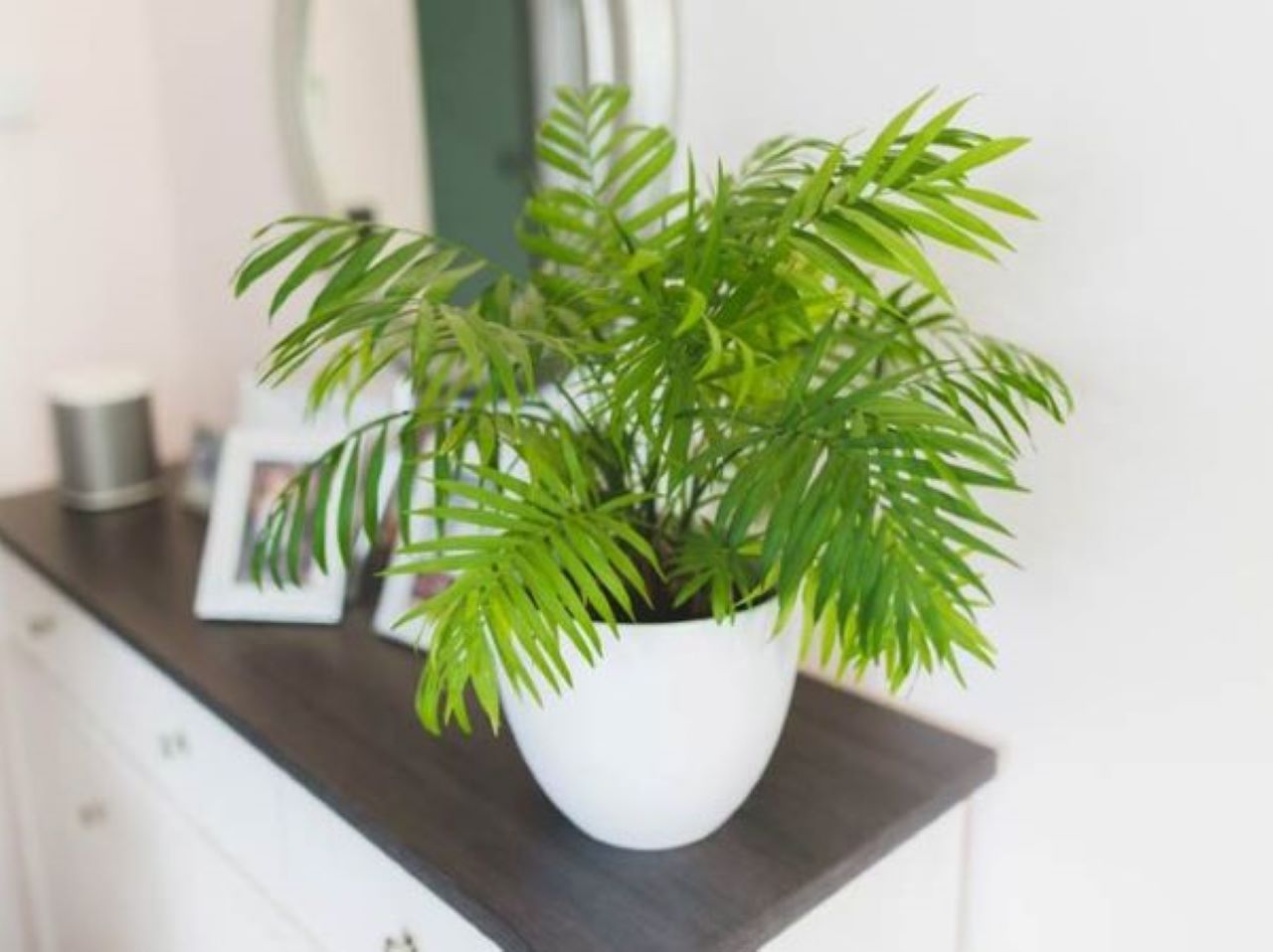 cay-de-phong-khach-hop-menh-moc