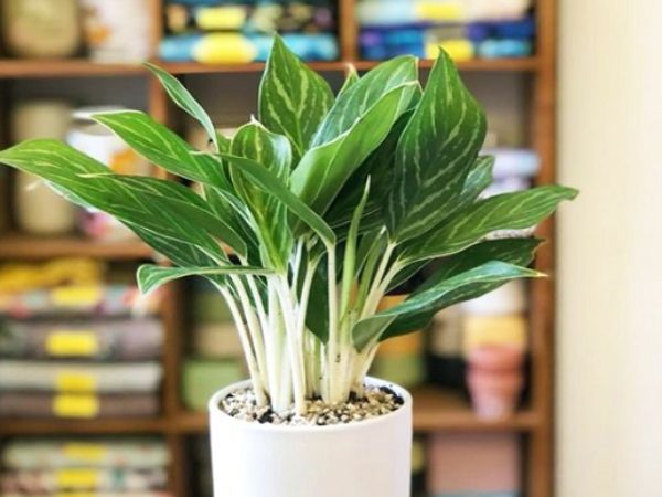 Trồng cây phong thủy trong nhà theo tuổi Tỵ mệnh Kim cay-phong-thuy-danh-cho-tuoi-ty-2