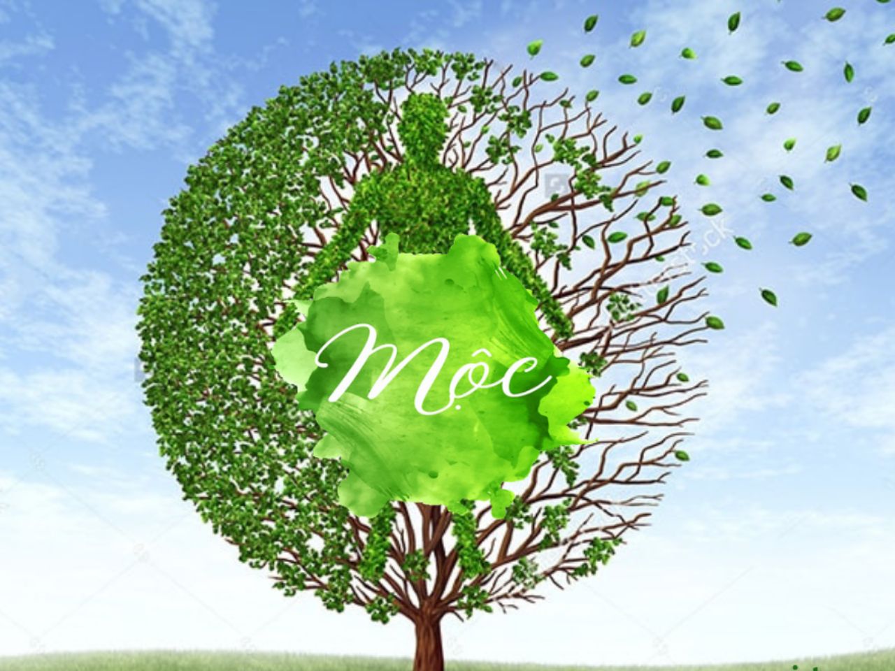 cay-phong-thuy-trong-nha-cho-nguoi-menh-moc-0