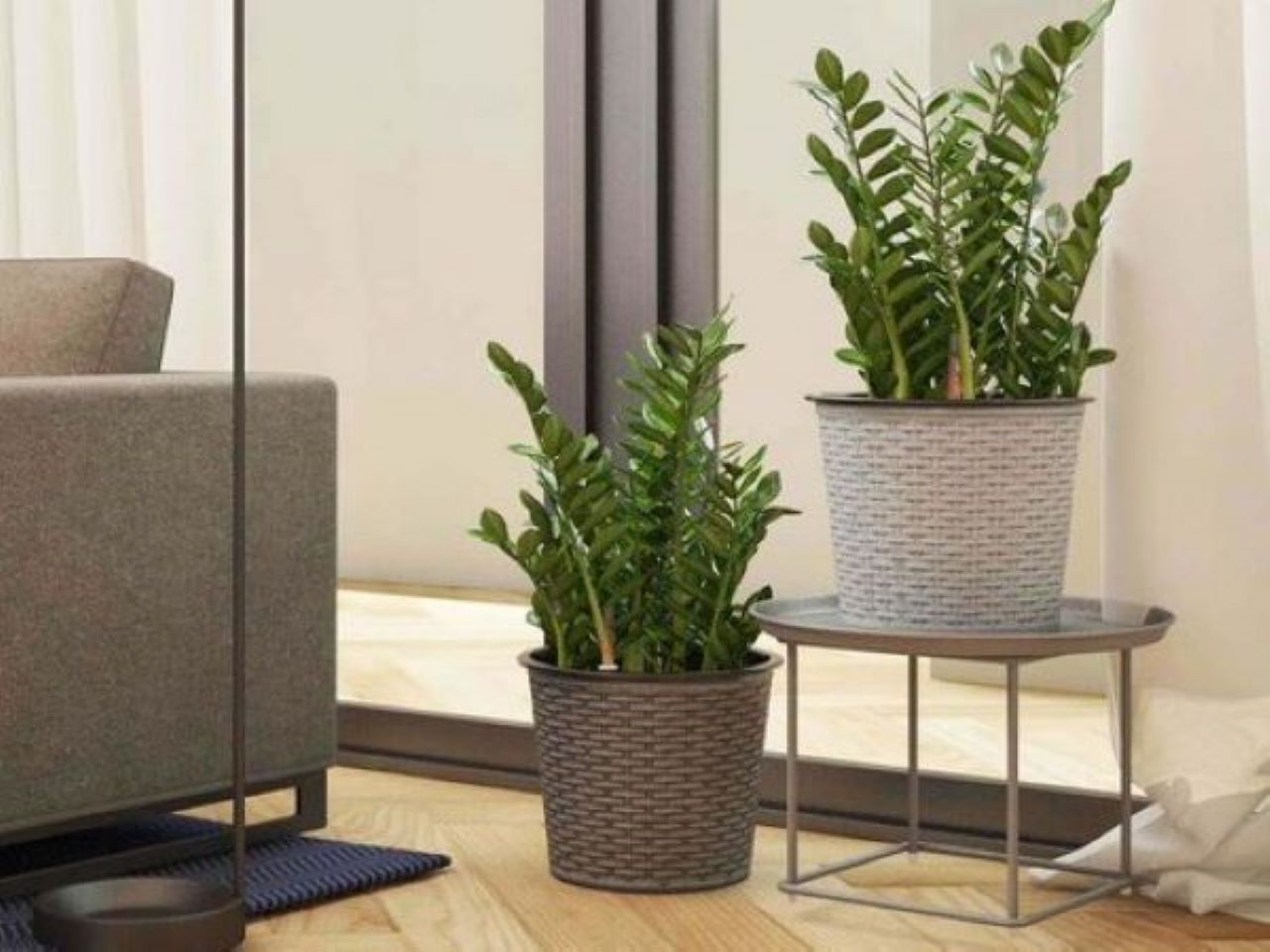 cay-phong-thuy-trong-nha-tuoi-quy-hoi-1983