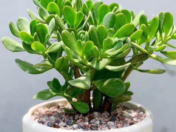 Trồng cây phong thủy trong nhà theo tuổi Tỵ mệnh Mộc chon-cay-phong-thuy-trong-nha-cho-tuoi-ty-5