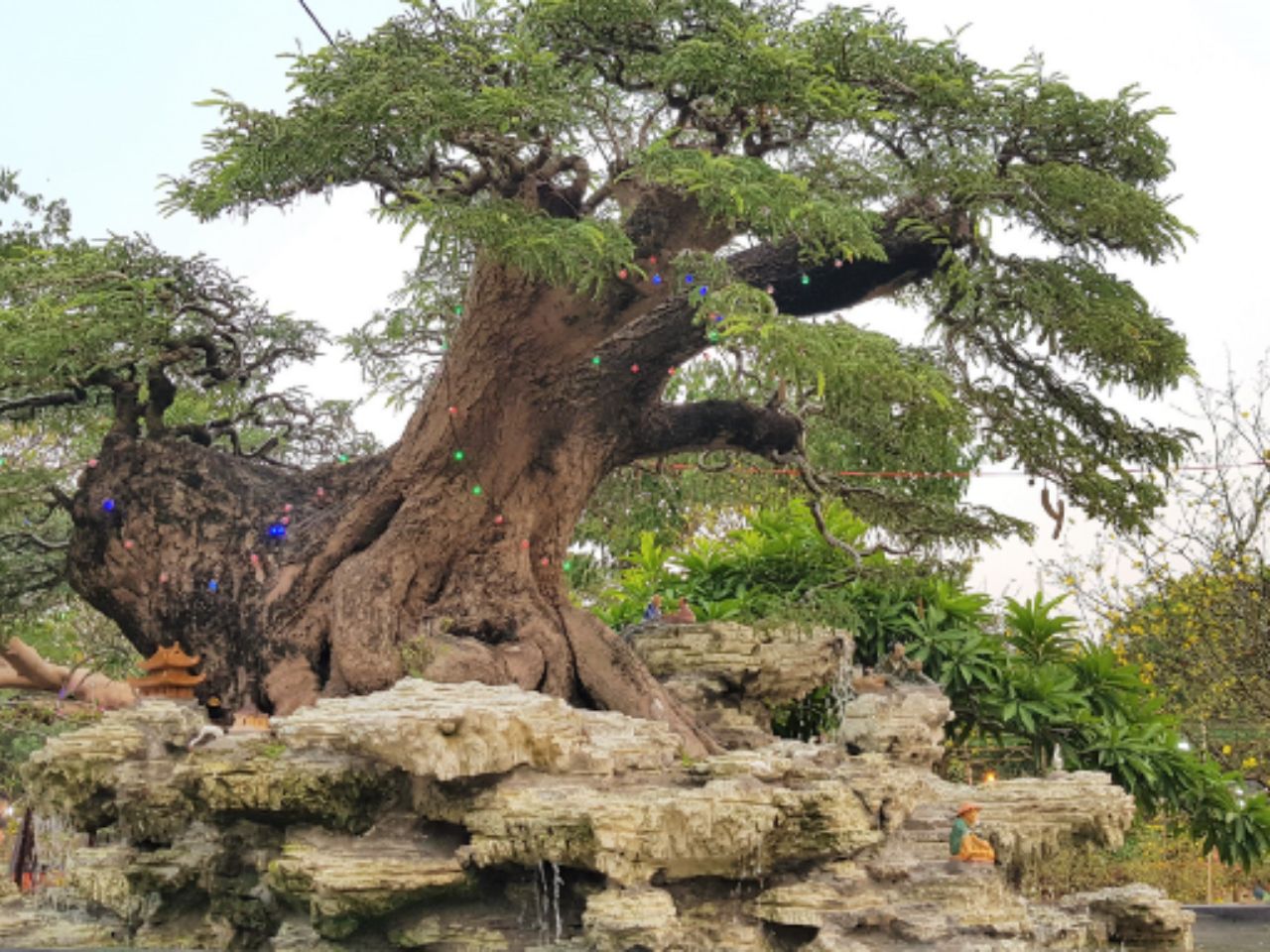 phong-thuy-cay-me-truoc-nha-0