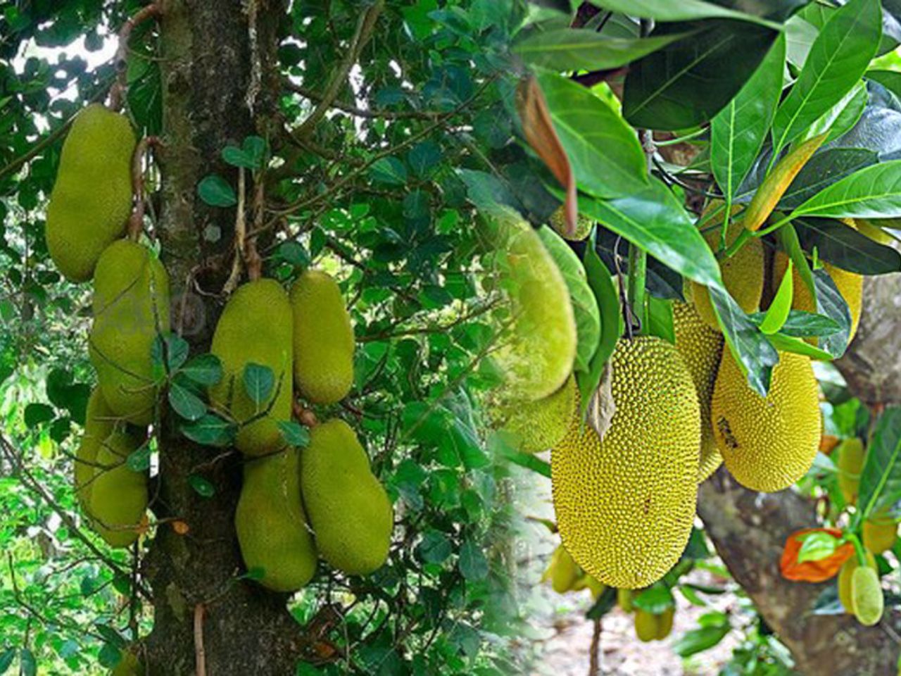 phong-thuy-cay-mit-truoc-nha