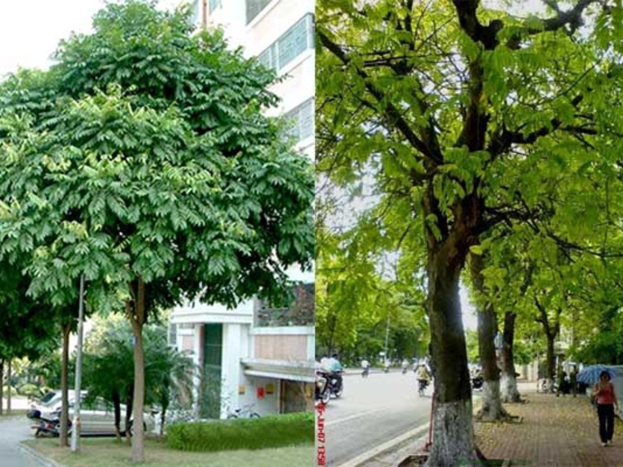 phong-thuy-cay-sau-truoc-cua-nha