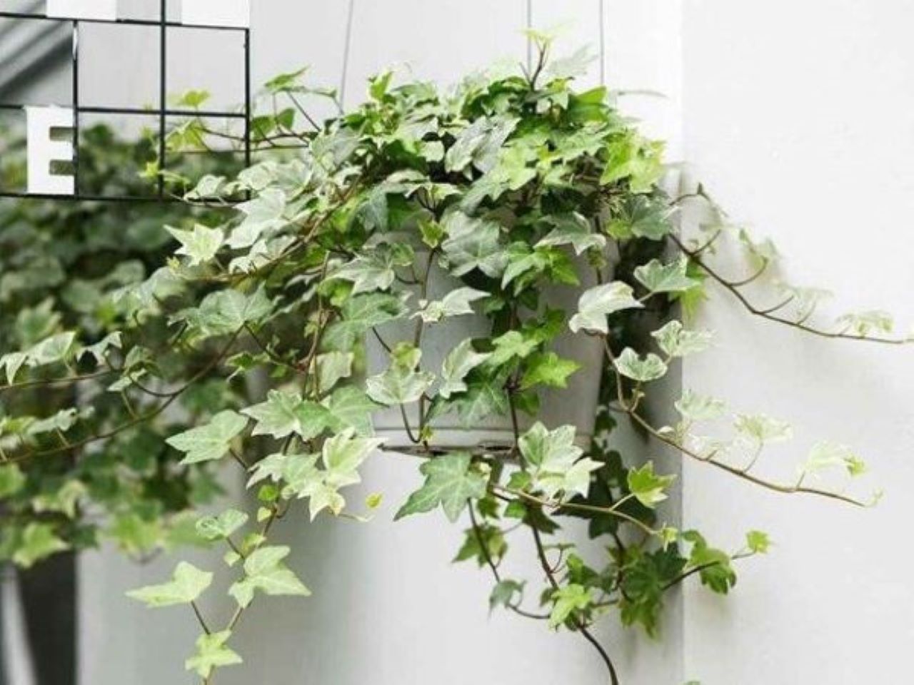 phong-thuy-cay-truoc-nha