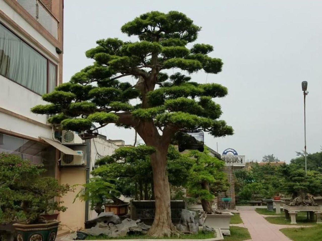 phong-thuy-cay-tung-truoc-nha