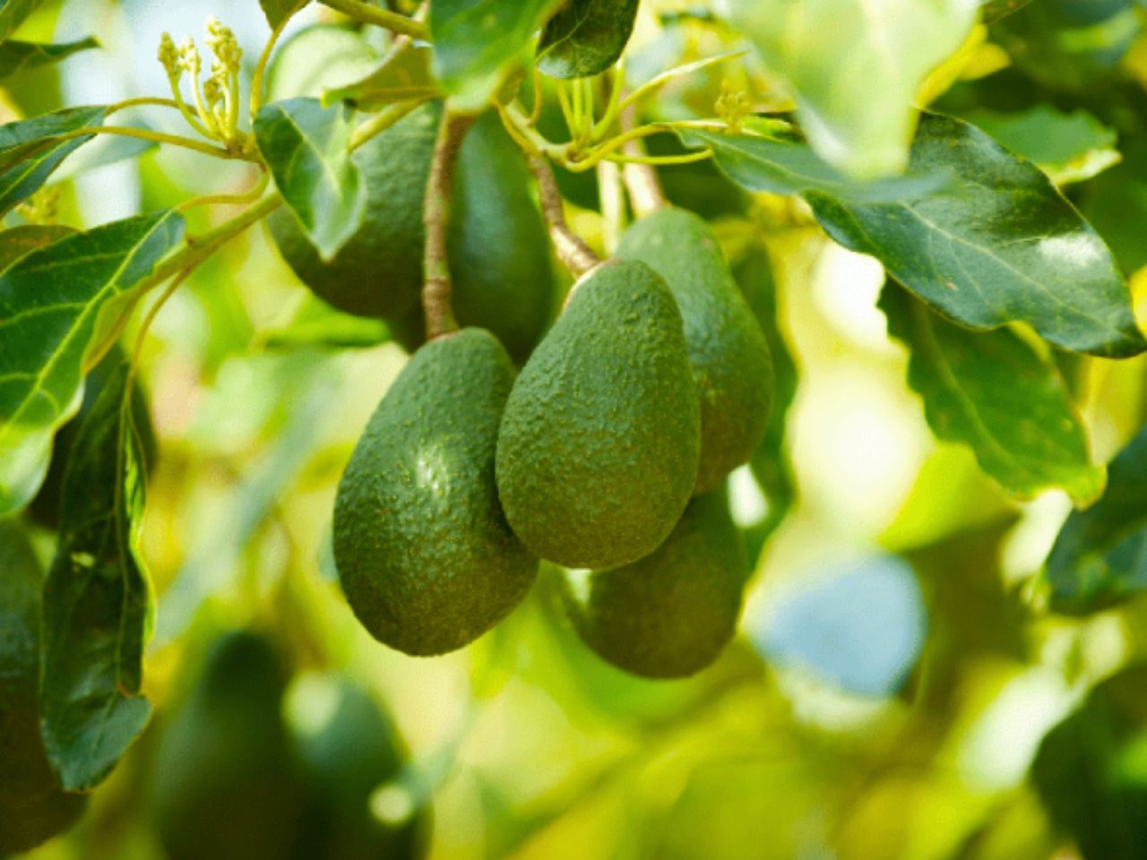 phong-thuy-trong-cay-bo-truoc-nha-0