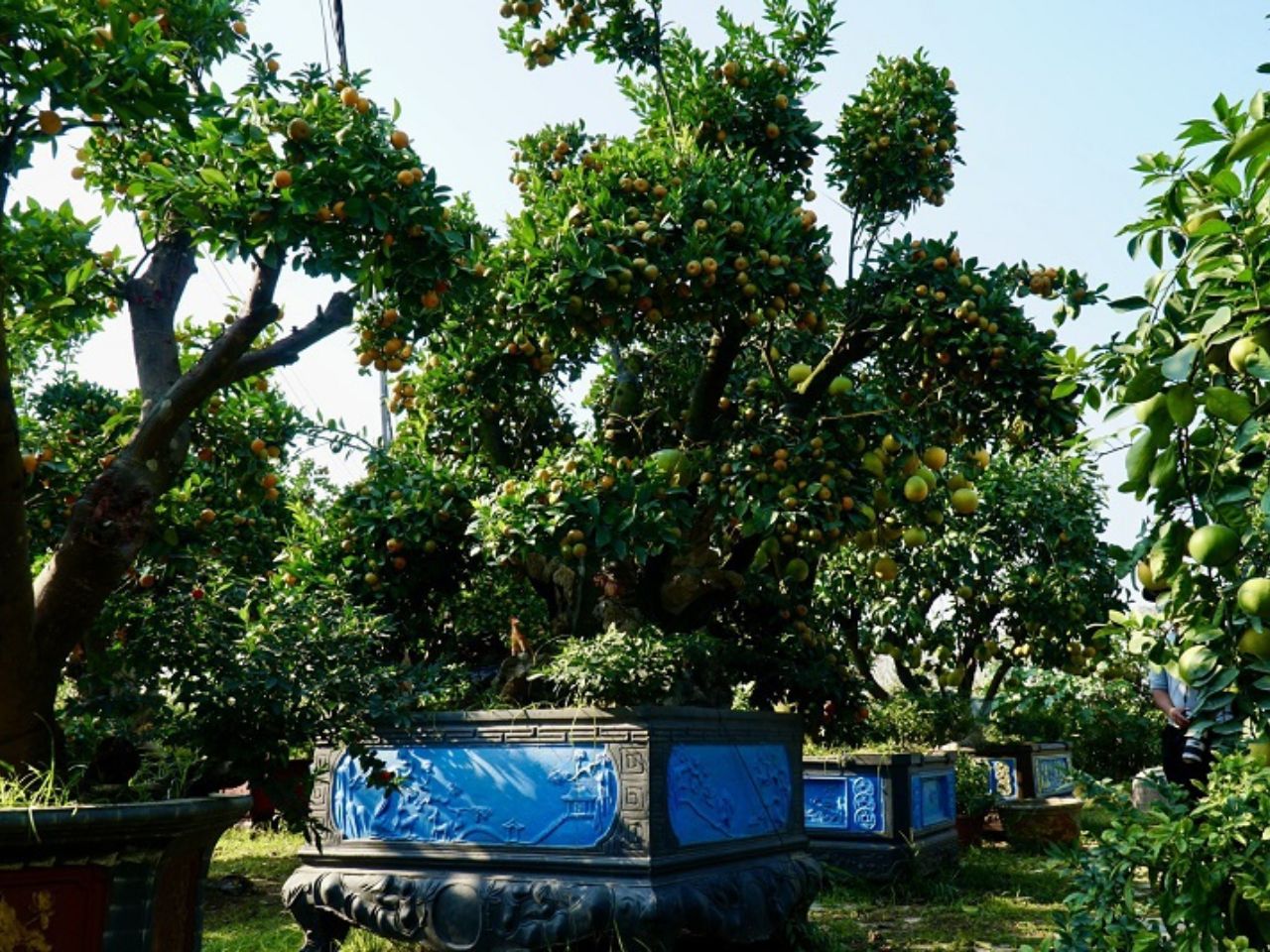 phong-thuy-trong-cay-chanh-truoc-nha