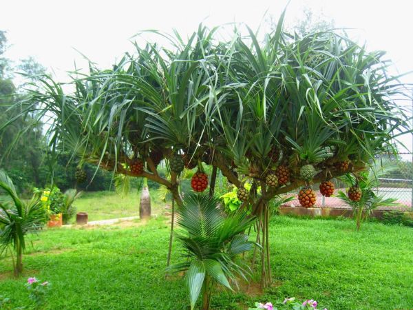 Chọn cây phong thủy trong nhà theo tuổi Tỵ mệnh Thổ trong-cay-phong-thuy-trong-nha-theo-tuoi-ty-6