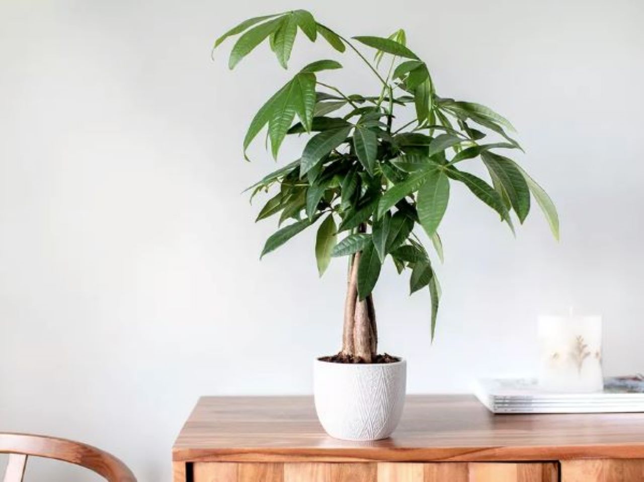 trong-cay-phong-thuy-trong-nha-theo-tuoi