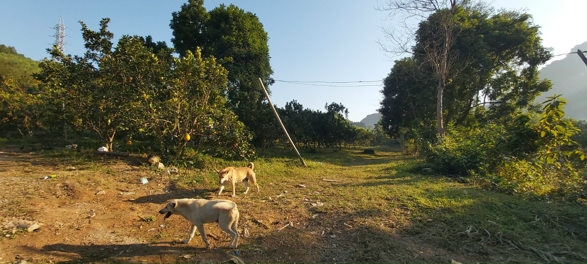 CẦN BÁN 1856M FULL ĐẤT Ở ĐÔ THỊ CÁCH QLO 21A CHỈ 300KM GIÁ 1,XTR/M TẠI LẠC THỦY