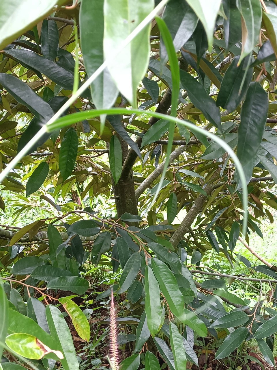 GẤP-GẤP CHÍNH CHỦ EM CẦN RA NHANH LÔ ĐẤT ĐẸP ĐẦU TƯ SINH LỜI CAO