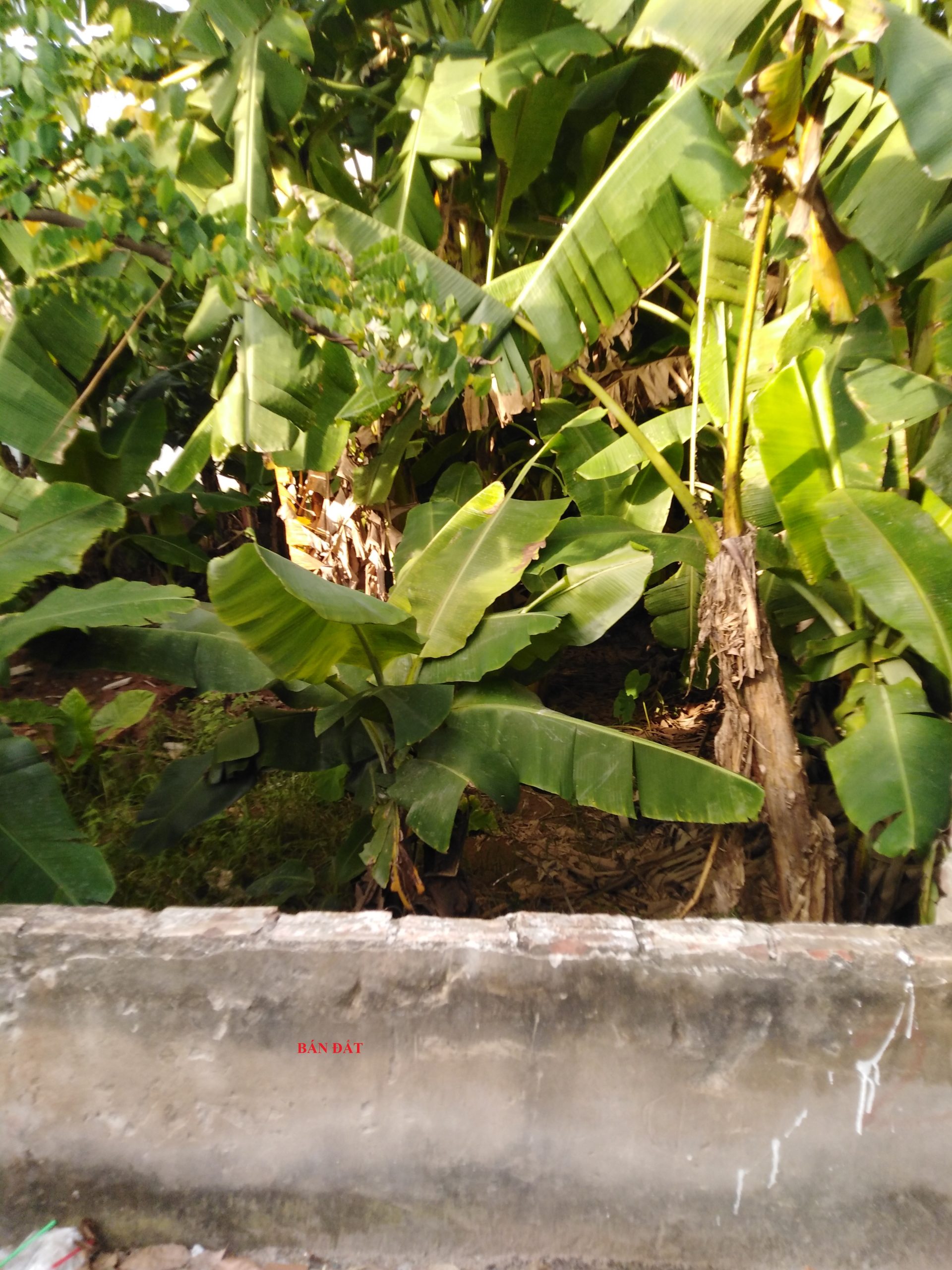 BÁN ĐẤT, PHƯƠNG VINH, Thọ Xuân, Đan Phượng, 61m2, oto, 2.1 tỷ, hung1st