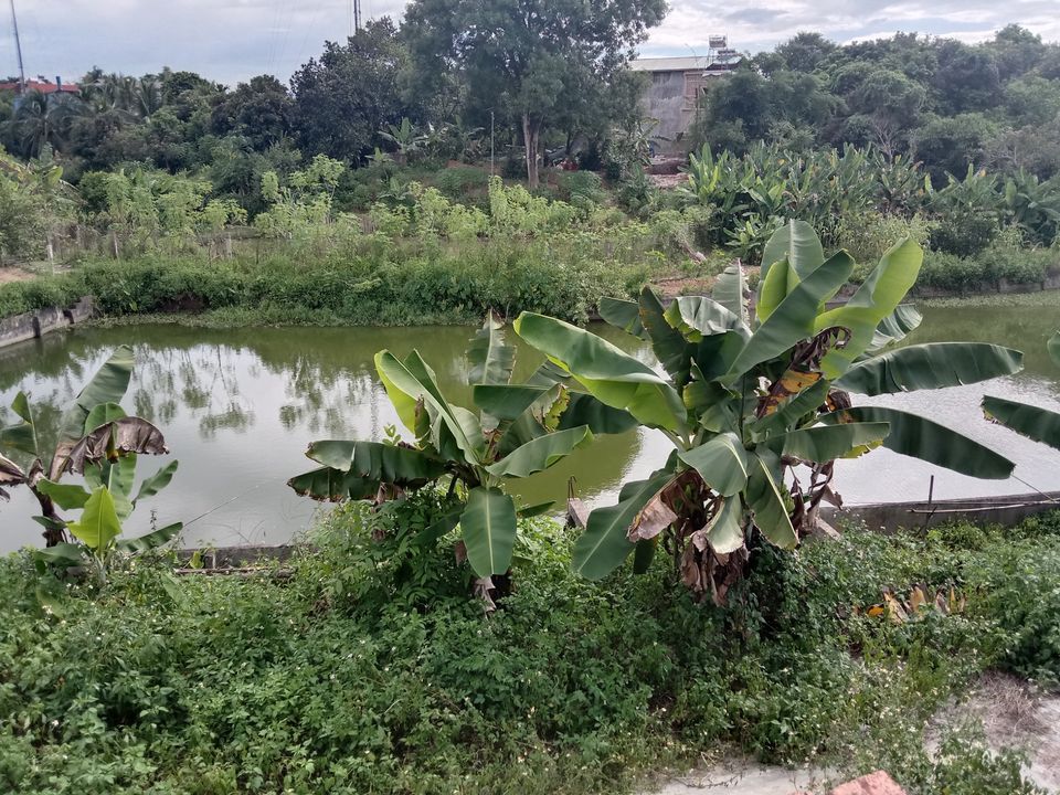 Em cần b.á.n đất tại Bản Tọ, xã Ẳng Tở, huyện Mường Ẳng