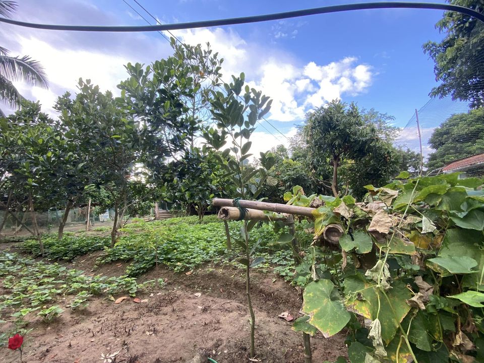 Cần bá.n thửa đất tại đội C1b, xã Thanh Luông, huyện Điện Biên